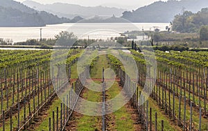 View of vineyards in Thailand near Lake