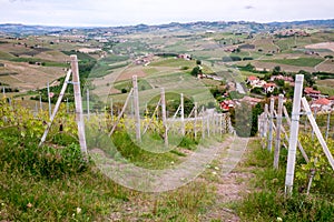 Langhe vineyards landscape near Barolo in springtime. Viticulture, Piedmont, Italy, Unesco heritage. Dolcetto, Barbaresco wine photo