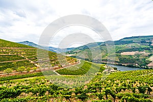 View on Vineyards in the Valley of the River Douro, Portugal