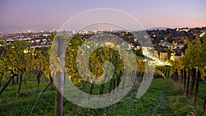 View from vineyards in Vienna at night