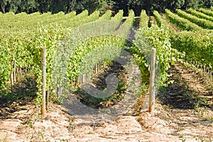 View of a vinyard