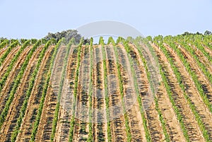 View of a vinyard