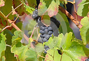 View of a vinyard