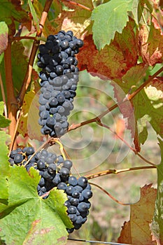 View of a vinyard