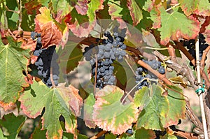 View of a vinyard