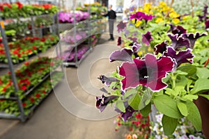 View on violet petunia flowers with white edges and many other blossom flowers on stacks shelves inside hothouse. Flowers market