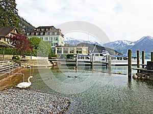 View of the Vitznau settlement on the shore of Lake Lucerne or Vierwaldstaetersee