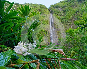 View of Waimoku Falls with blooming flowers in the foreground. Hawaii