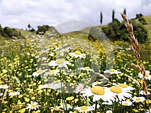 View of Waitomo valley in summer with wild flowers