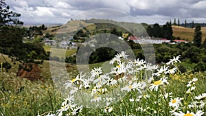 View of Waitomo valley in summer with wild flowers