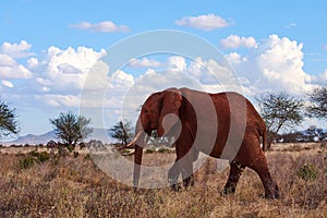 A view of a walking elephant with tusks and trunk. Dry grass on African safari with trees and herd of zebras in background, under