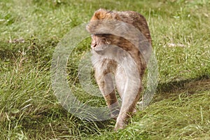 View of walking monkey on the ground