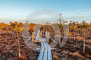 View from walking wooden trail in the swamp in Kemeri Great swamp moorland at sunny winter day with blue sky, Latvia, Europe