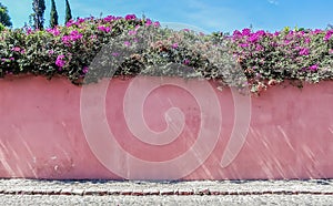 View of Wall in garden with flowers in bloom in Antigua, Guatemala