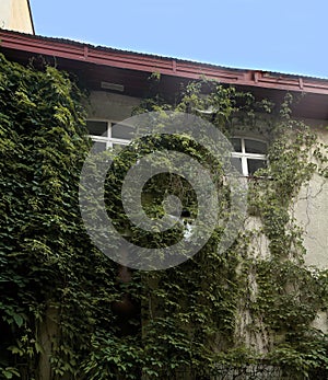 View of the wall of a house overgrown with tree branches in the old district of Samara Russia