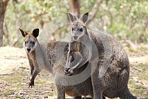 View of wallabies resting in a park in Adelaide, Australia