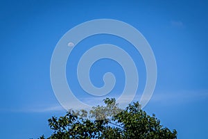 View of the waning moon comparing the resemblance to the top of a tree at the top of \