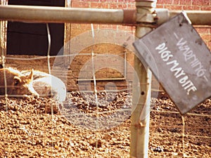 A view of a warning sign at a pig enclose with selective focus on two pigs in the background