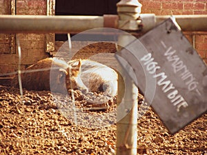 A view of a warning sign at a pig enclose with selective focus on two pigs in the background