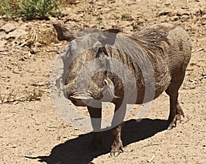 A View of a Warthog, an African Mammal