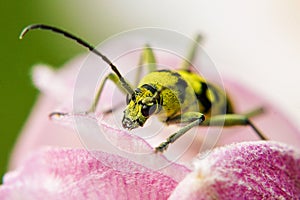 View of a wasp resting on pink flower. Close-up