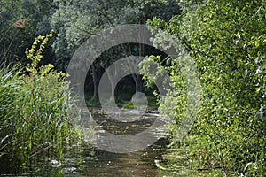 View from the water in a fishpond