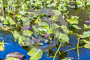 A view of water lilies in a channel in the Everglades, Florida