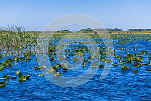 A view of water lilies filling a channel in the Everglades, Florida