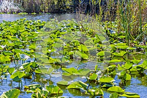 A view of water lilies lit by sunshine in a channel in the Everglades, Florida