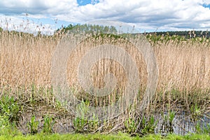 View of water plants Phragmites australis