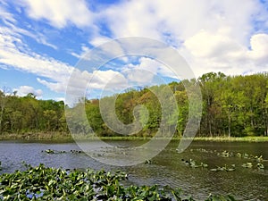 The view of the water plants and trees at Folley Pond by Banning Park, Wilmington, Delaware, U.S.A