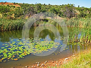 VIEW OF WATER POND WITH WATER LILIES AND REEDS