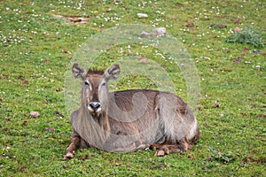 View of waterbuck resting on green grass