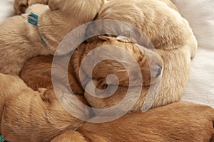 View of a week old litter of golden retriever siblings