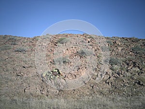 View of Welwitschia Mirabilis on near vertical cliff face