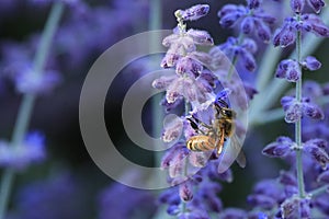 View of Western honey bee, Apis mellifera, on Russian Sage, Perovskia atriplicifolia