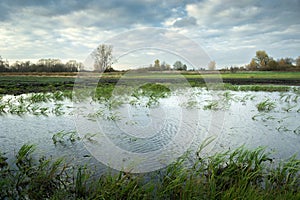 A view of a wet meadow on a windy day