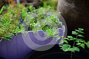 View of wet Moss Rose Leaves with water drop photo