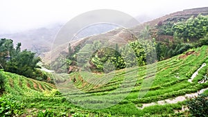 view of wet terraced rice fields from Tiantouzhai