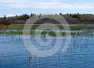 View of wetland spring grass growing in Upper Mason Pond in Belfast Maine