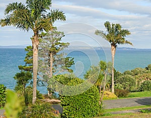 View from Whangaparaoa Peninsula with palms and pines