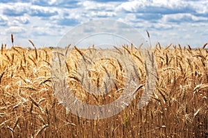 view at the wheat field