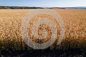 View of the wheat field