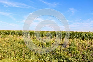 Wheat field in Xanten, Wesel, Germany on sunny day photo