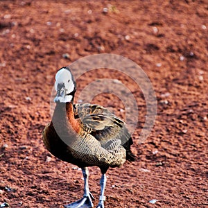 A view of  a Whistling Duck