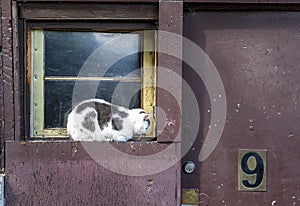 View of a white and black-furred cat on the wooden framed window with a number 9 mark on the door