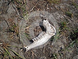 BLEACHED JAWBONE OF BUFFALO SKELETON photo