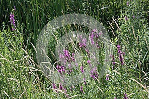 View of a white butterfly and purple looseleaf in Wilmington, Delaware photo