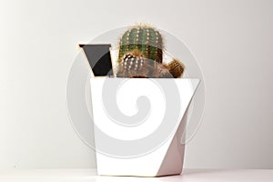 View of white ceramic vase with plant and post black