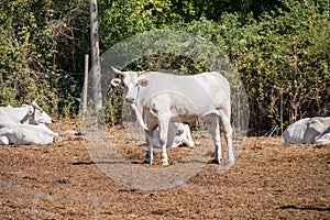 View of white Chianina breed cows on a tuscan field in Italy